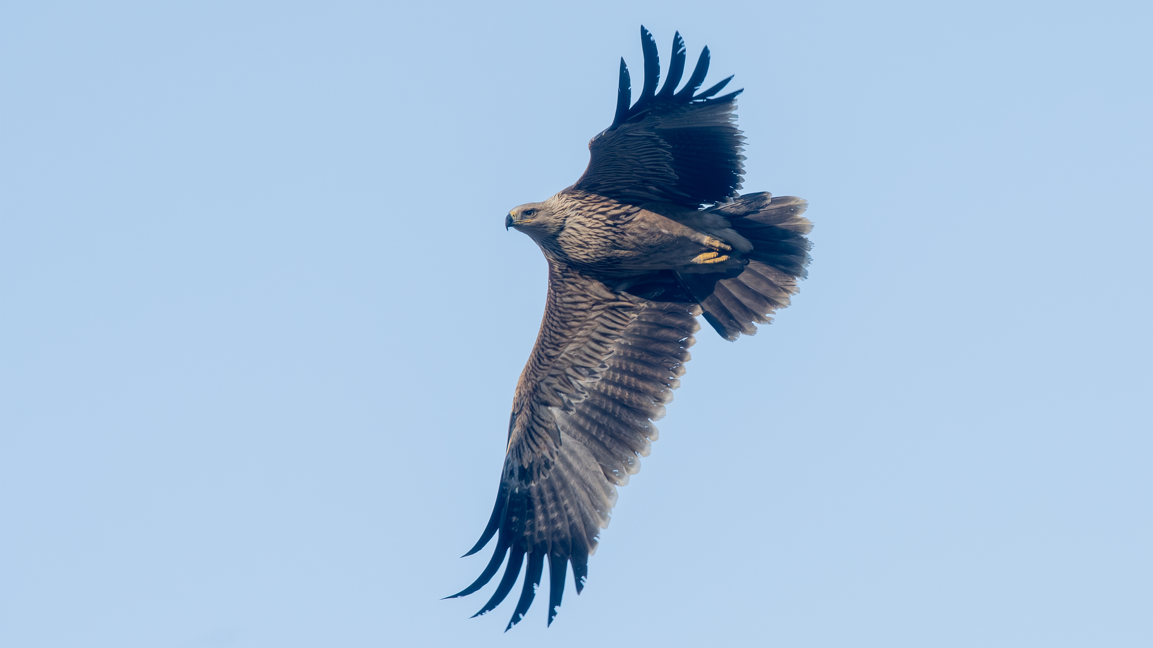 Imperial Eagle